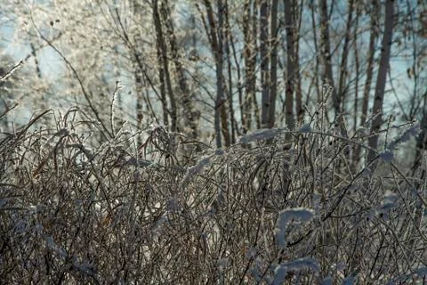 Forest in winter. Trees without foliage.  In the foreground shrubs in the snow. Stock Photos