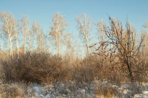 Forest in winter. Trees without foliage. A lot of snow. Dry grass in the snow. Stock Photos
