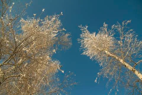 Forest in winter. Trees without foliage.  Treetops in hoarfrost.  Stock Photos