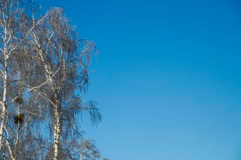 Forest in winter. Trees without foliage. Trees in hoarfrost.  Stock Photos