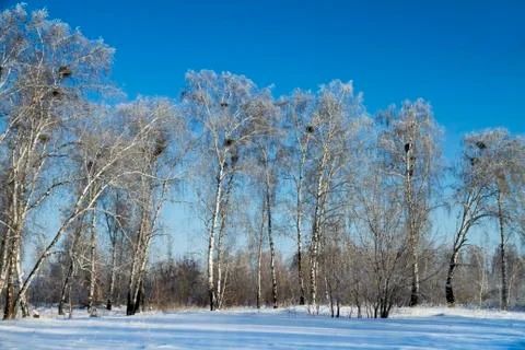 Forest in winter. Trees without foliage. Trees in hoarfrost. A lot of snow. On t Stock Photos