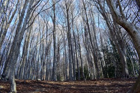 Forest in winter, trees without leaves Stock Photos