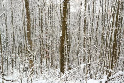 Forest in winter under the snow trees background for design. Stock Photos