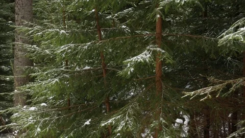 Forest in winter. Vertical panning. Stock Footage 73153129