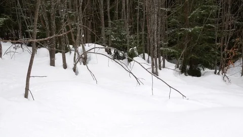 Forest in winter. Vertical panning. Stock Footage 73153141
