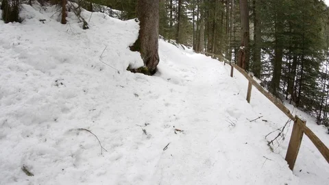 Forest in winter. Vertical panning. Stock Footage 73298150