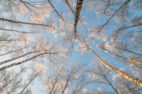 Forest in winter view upwards Stock Photos