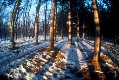 Forest in Winter, VT Stock Photos