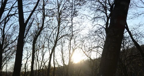 Forest in winter without leaves with the sun in the background Видео 120695915