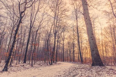Forest at wintertime in the sunrise Stock Photos