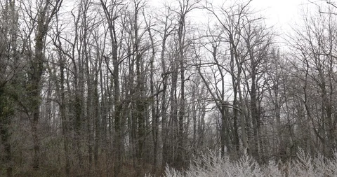 Forest in the wintertime without snow Stock Footage 123464750