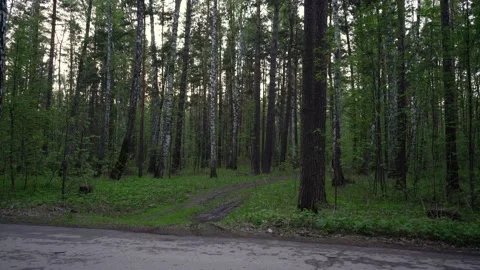 Forest wit a dirty road and birches. 库存影片 130205660