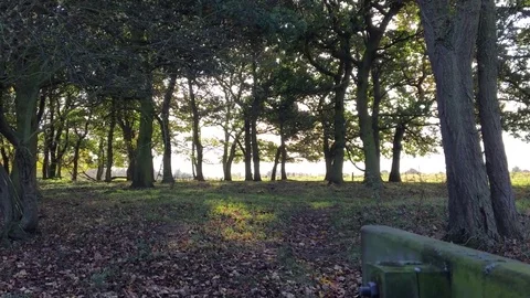 Forest with withered foliage on ground 動画素材 72867828