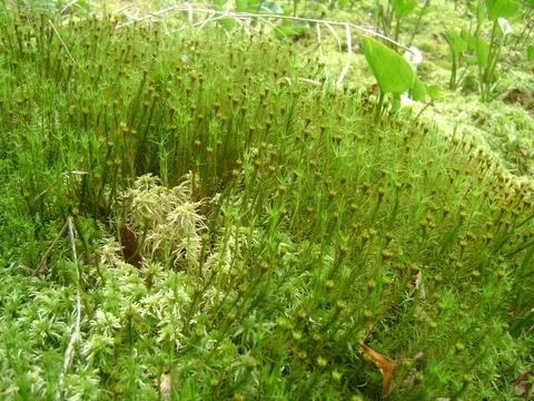 A forest within a forest. Stock Photos