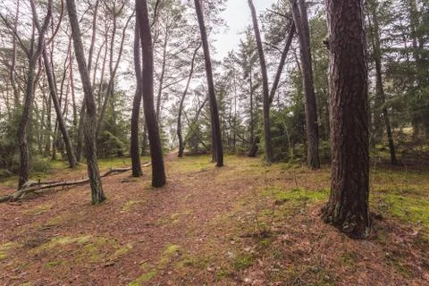 Forest without bushes, trunks of trees without branches Stock Photos