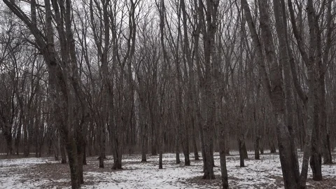 Forest without leaves at the end of winter Stock Footage 125177015