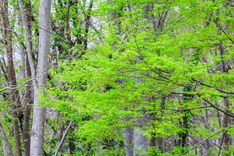 Forest without people. Green trees, grass and moss, wildlife, a place for Stock Photos