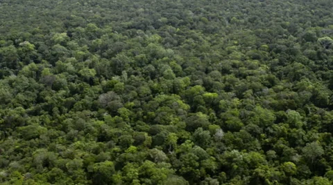 The forest without a piece Stock Footage 52352697