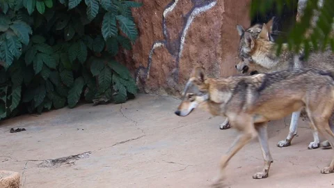 Forest wolf playing among themselves at Mysore zoo. 動画素材 100986788