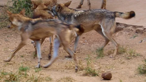 Forest wolf playing among themselves at Mysore zoo 動画素材 100986926