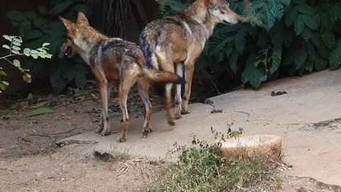 Forest wolf playing and enjoying  among themselves at Mysore zoo. 動画素材 100986722