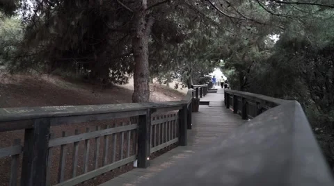 Forest wolk, forest path Stock Footage 67364112