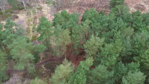 Forest wonder Stock Footage 278244210