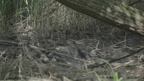 Forest with wood on the ground 스톡 동영상 103376152