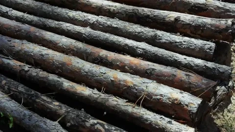Forest wood ground. Pine nature texture. Outdoor ecosystem. Moving slow video Stock Footage 167884366