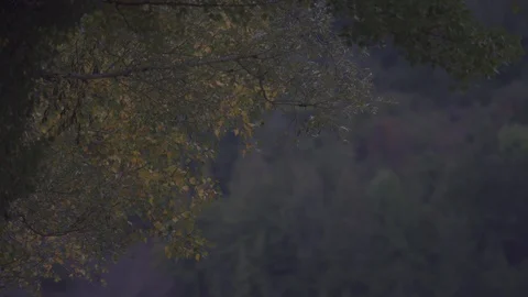 Forest Wood Magic Green Video stock 128751792