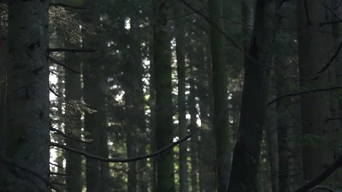 Forest Wood Magic Green Video stock 128753391