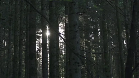 Forest Wood Magic Green Video stock 128753419