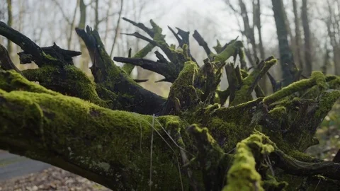 Forest Wood Moss in Tree 4k Stock Footage 71606938