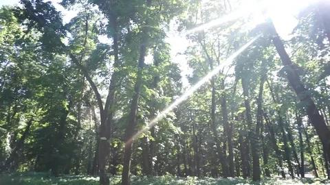 Forest, wood, sun, light, Stock Footage