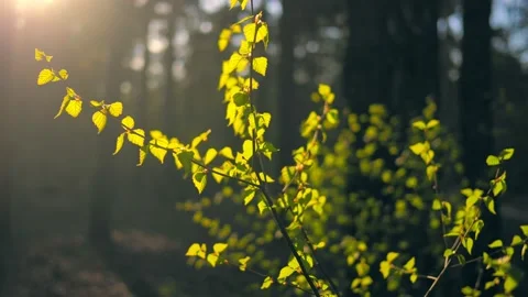 Forest wood tree sun sky top leaves wind summer beautiful nature green Vídeos de archivo 210240795