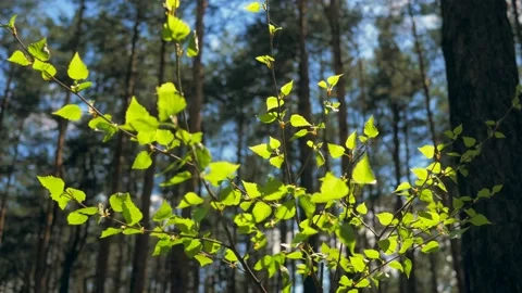 Forest wood tree sun sky top leaves wind summer beautiful nature green Stock Footage 210242665