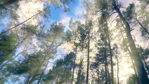 Forest wood tree sun sky top leaves wind summer beautiful nature green Stock Footage 211352434