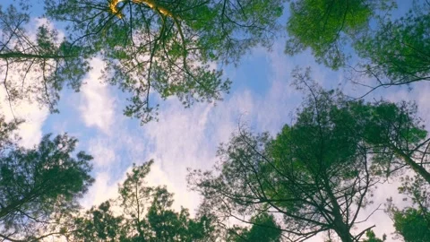 Forest wood tree sun sky top leaves wind summer beautiful nature green Stock Footage 211354434