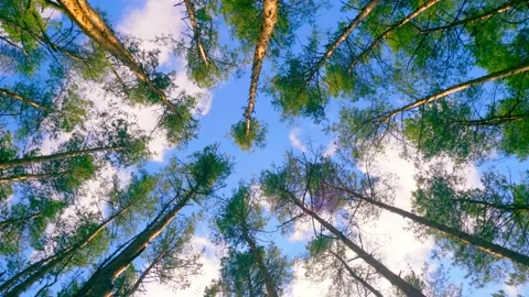 Forest wood tree sun sky top leaves wind summer beautiful nature green Video stock 211364418