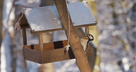 A forest woodpecker sits on a tree trunk next to a bird feeder in winter. Video stock 296025437