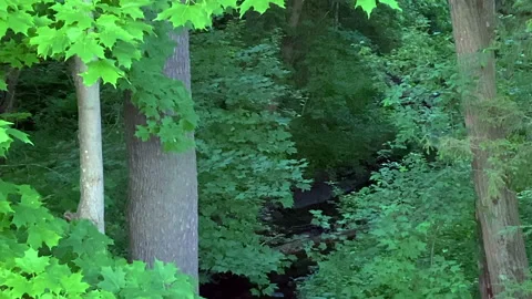 Forest Woods And Trees With Stream And Insects Flying By Stock Footage 152813709
