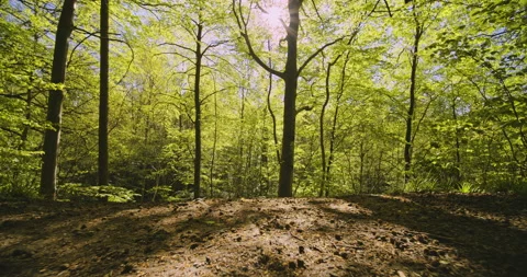 Forest Woods as Camera Tilts Upward Revealing Tall Trees and Bright Sun Video stock 134075722