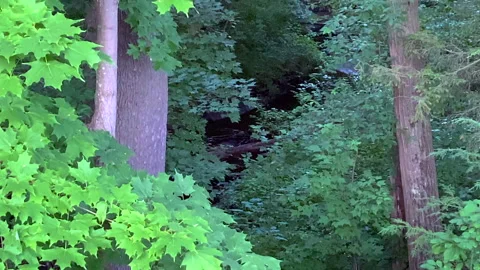 Forest Woods With Green Leave Trees And Stream Stock Footage 152811553