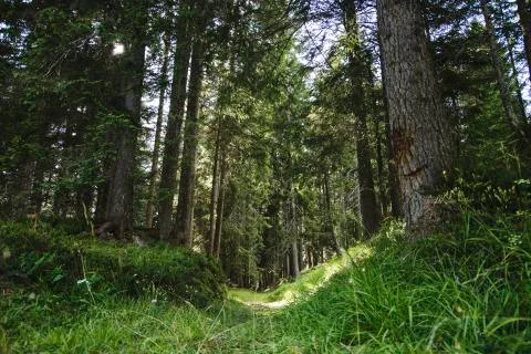 Forest  - woods Stock Photos