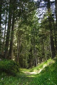 Forest  - woods Stock Photos