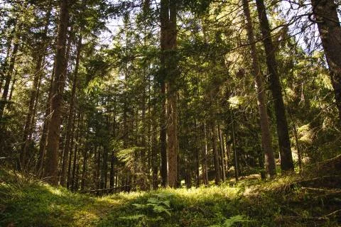 Forest  - woods Stock Photos
