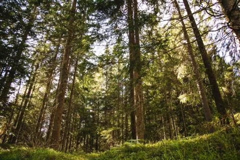 Forest  - woods Stock Photos