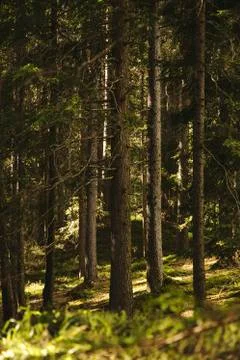 Forest  - woods Stock Photos