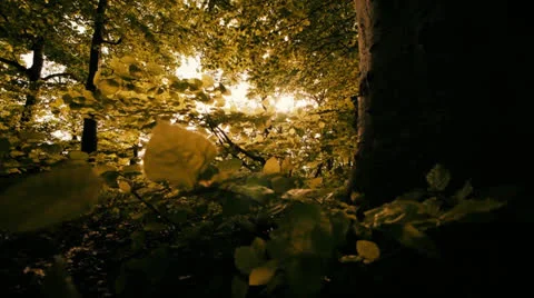 Forest woods trees leaves sun flare Stock Footage 24896524
