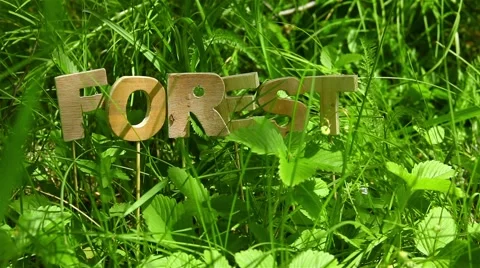 Forest Word Ant crawling on grass Stock Footage 51140921